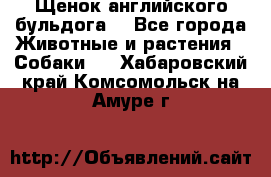 Щенок английского бульдога  - Все города Животные и растения » Собаки   . Хабаровский край,Комсомольск-на-Амуре г.